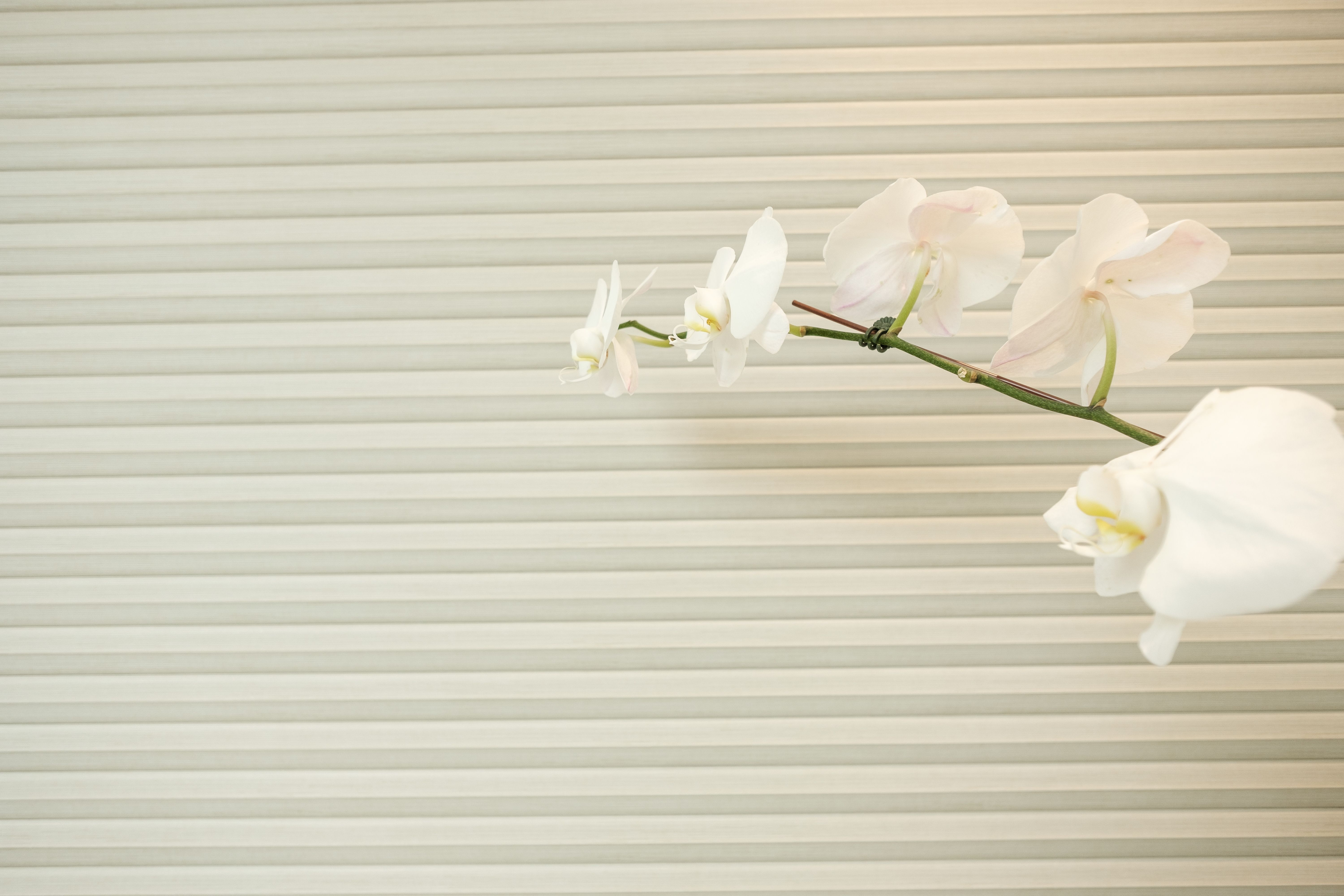 Product Image - 23090